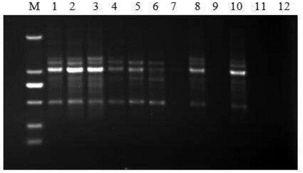 一种淫羊藿ISSR-PCR分子标记方法与流程