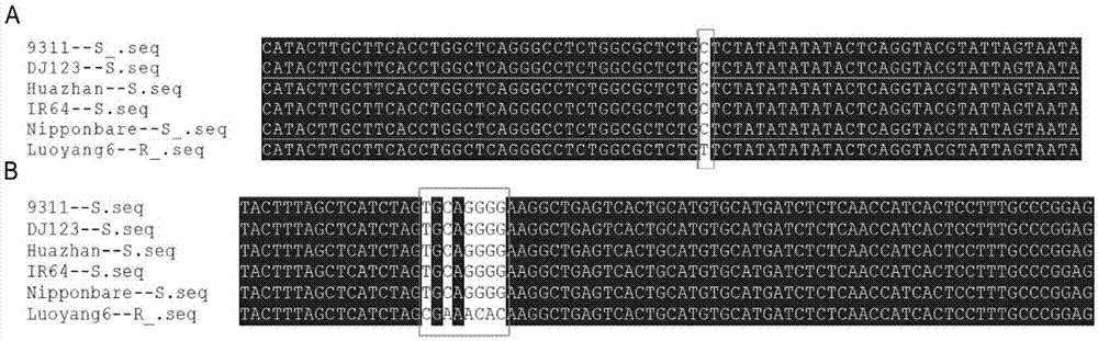 水稻抗褐飞虱基因BPH6共显性分子标记及其应用的制作方法