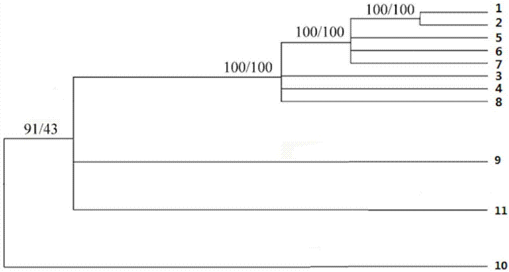 大籽猕猴桃EST-SSR分子标记及其应用的制作方法