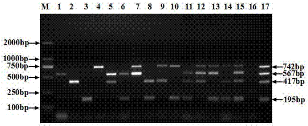 一种检测A、B、J和K亚群禽白血病病毒的多重PCR引物组、试剂盒及方法与流程