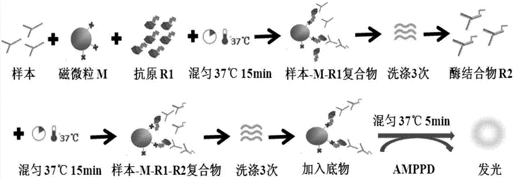 一种测定抗Jo-1抗体的试剂盒及检测方法与流程