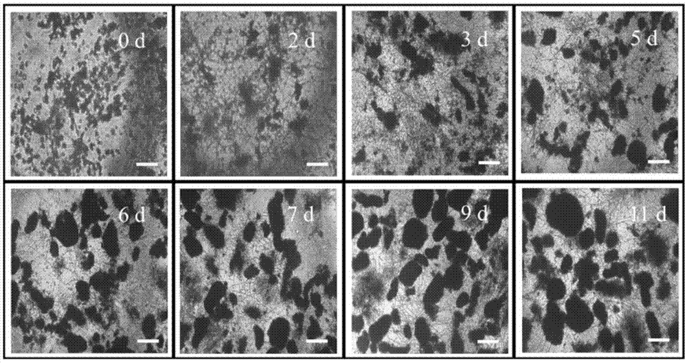 一种耐盐除碳微生物颗粒材料快速培育方法与流程