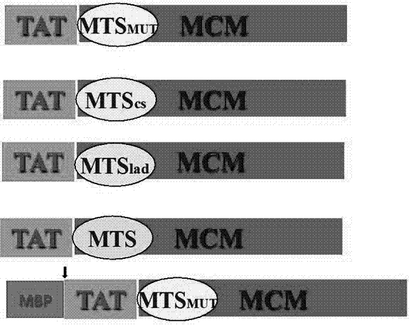 用于治疗与MCM缺陷相关的病症的甲基丙二酰辅酶A变位酶(MCM)融合构建体的制作方法