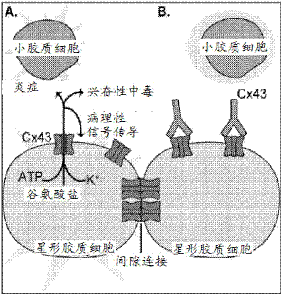 连接蛋白(Cx)43半通道结合抗体及其用途的制作方法