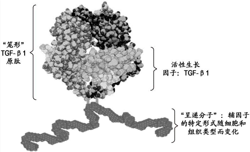 TGFβ1-结合免疫球蛋白及其用途的制作方法