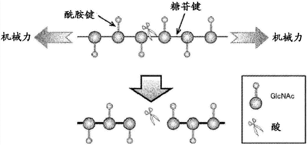 几丁质低聚物,n-乙酰葡糖胺和1-o-烷基-n-乙酰葡糖胺