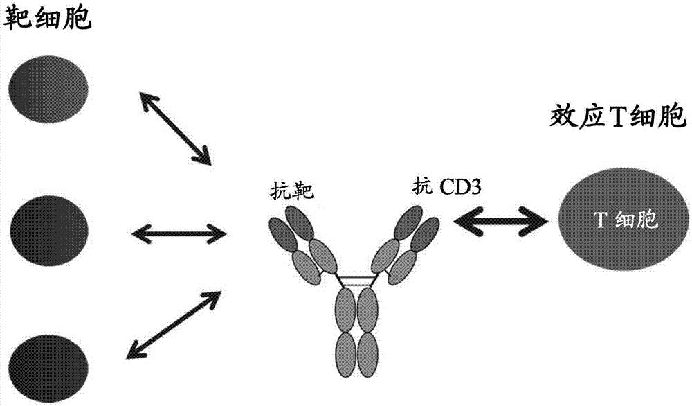 用于测定T细胞依赖性双特异性抗体的方法与流程