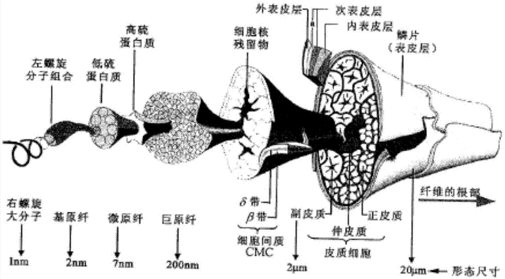 本发明属于高分子材料制备领域具体涉及一种基于羊毛角蛋白皮质细胞