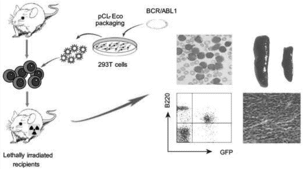 Ph+急性B淋巴细胞白血病KQBL-84细胞株及其构建方法和应用与流程