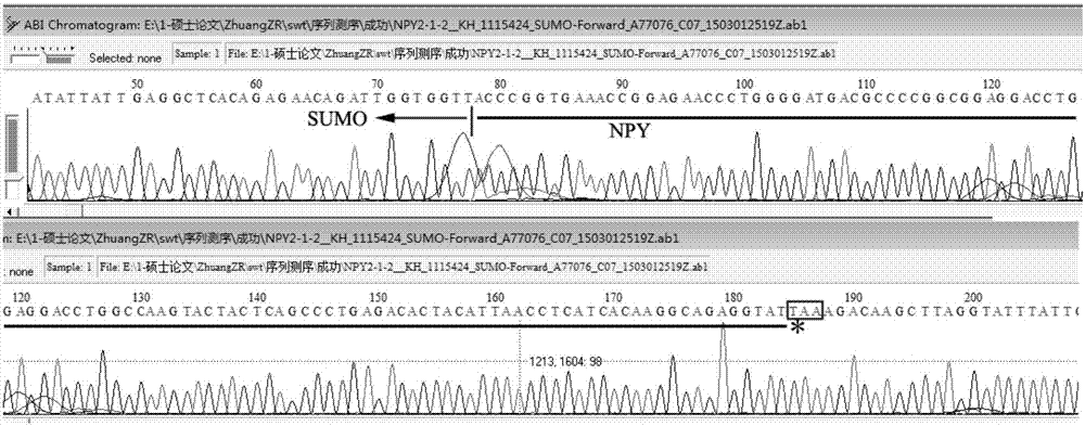 一种石斑鱼重组神经肽Y的融合表达载体、制备方法以及其本身与流程
