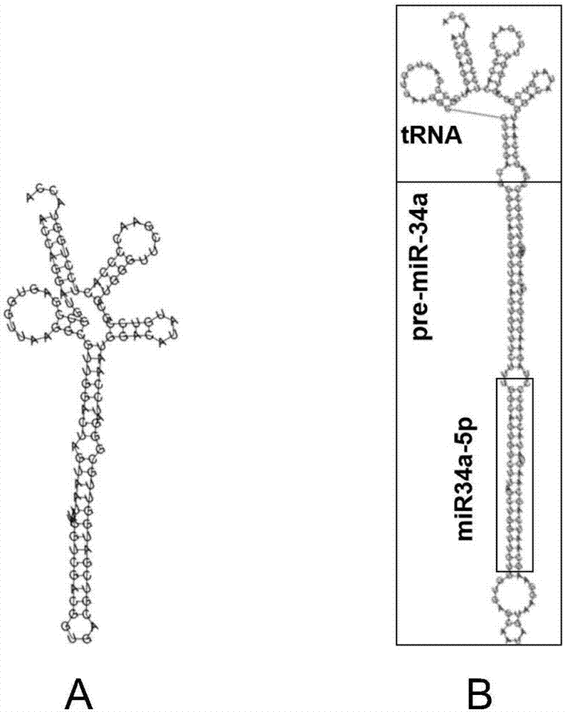 一种可有效抑制骨肉瘤生长的生物重组型miR34a-5p的制作方法
