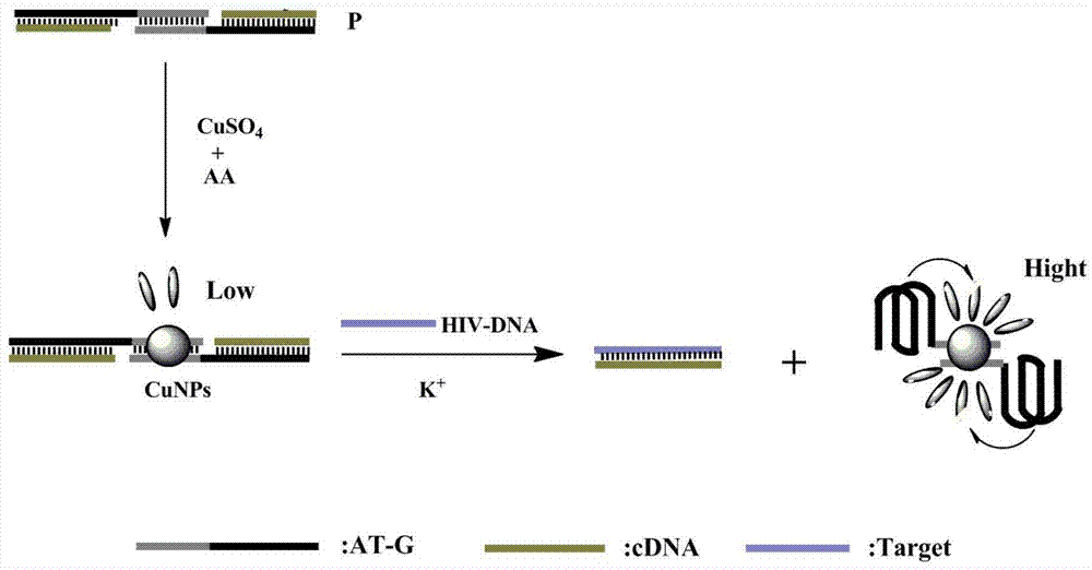 一种基于三螺旋分子信标的可同时检测两种HIVDNA序列的荧光探针的制作方法