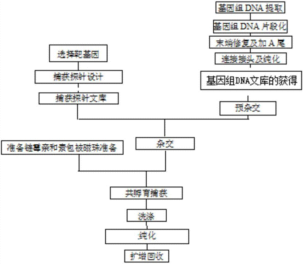 一种用于高通量测序的捕获基因组靶序列的方法与流程