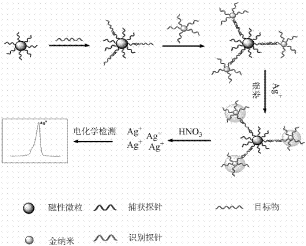 一种基于银染增强的纳米金技术检测核酸的方法与流程