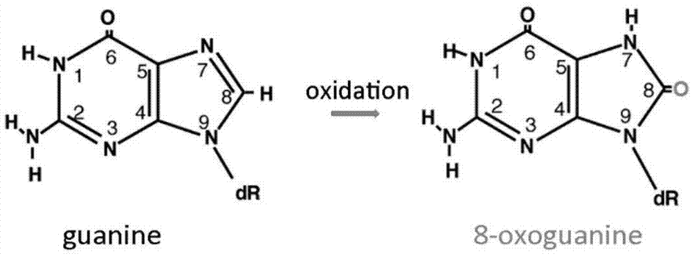 一种氧化修饰的含氮碱基的检测方法与流程