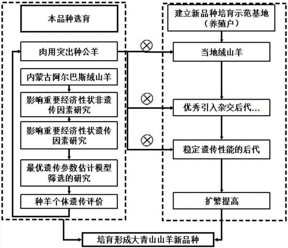 一种大青山山羊新品种培育方法与流程