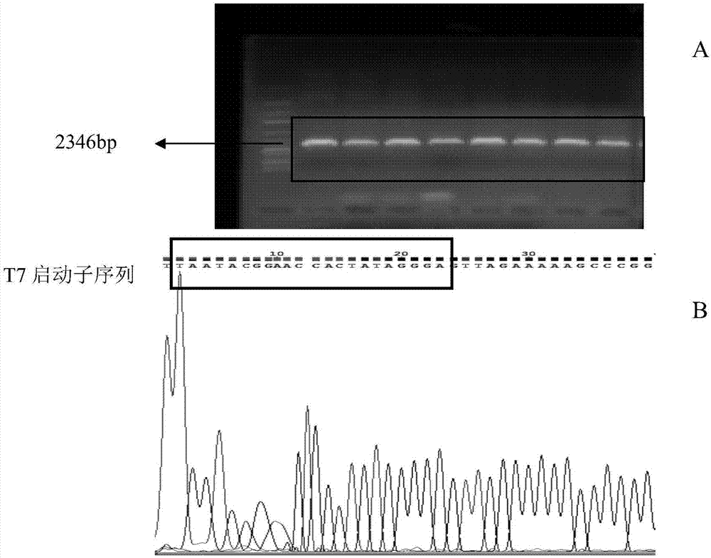 lncRNA H19的靶miRNA miR19a-3p及其应用的制作方法