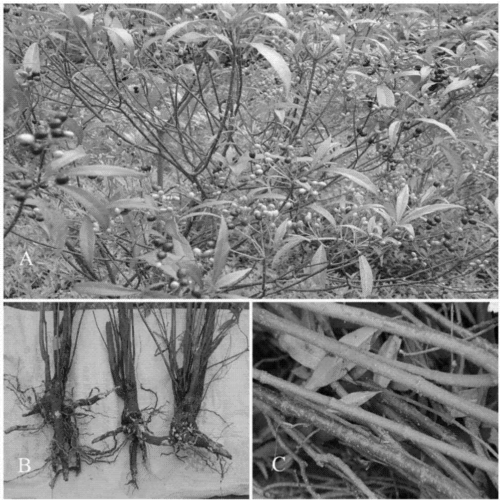 红果萝芙木繁殖栽培的方法与流程