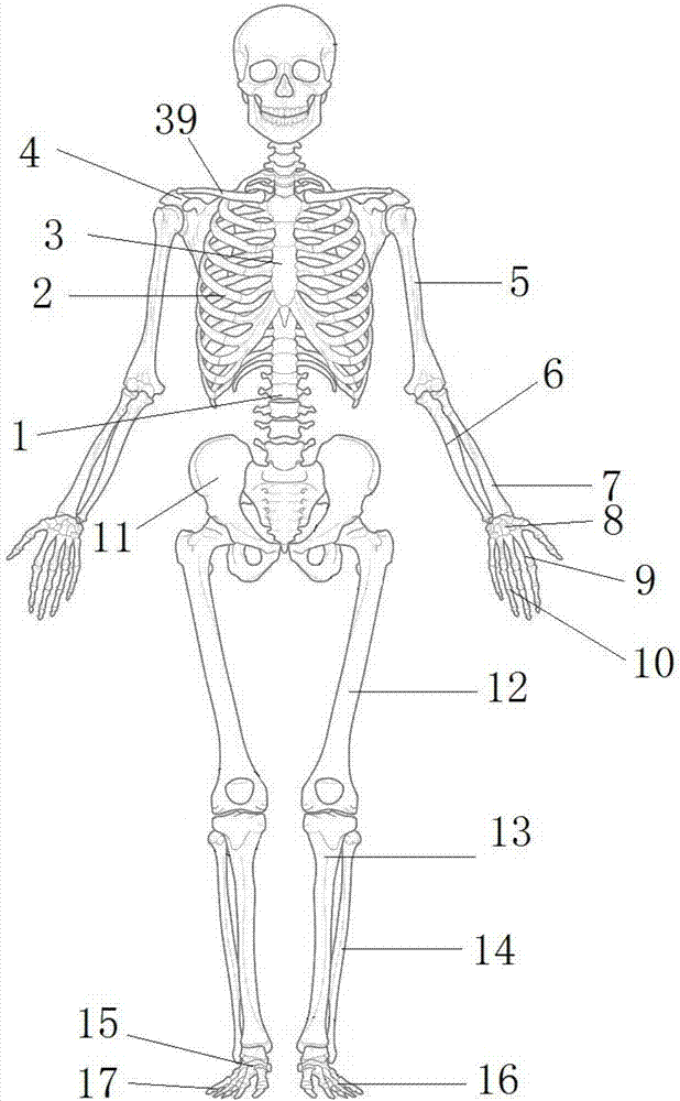 人体教学骨架模型的制作方法