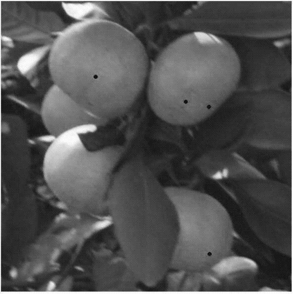 部分遮挡的柑橘果实图像识别方法与流程