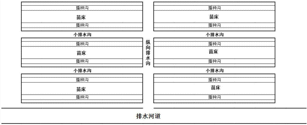 一种中度盐碱地直杆乌桕苗的培育方法与流程