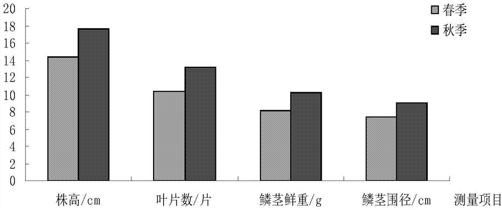 一种东方百合试管鳞茎东南平原地区反季节驯化移栽的方法与流程