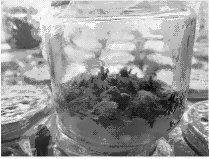 一种降低彩纹秋海棠叶片组织培养褐化率的方法与流程