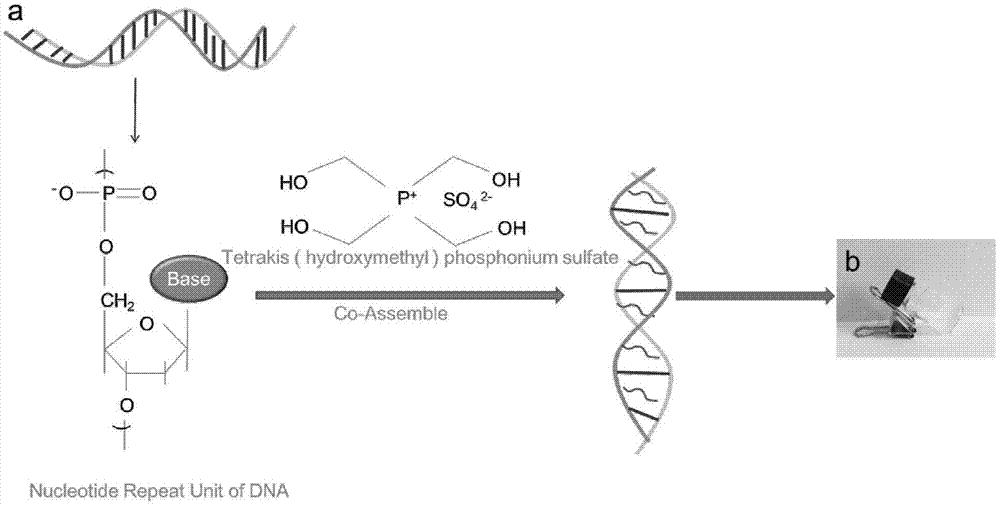 一种DNA凝胶杀菌材料及其制备方法和作为杀菌材料应用与流程