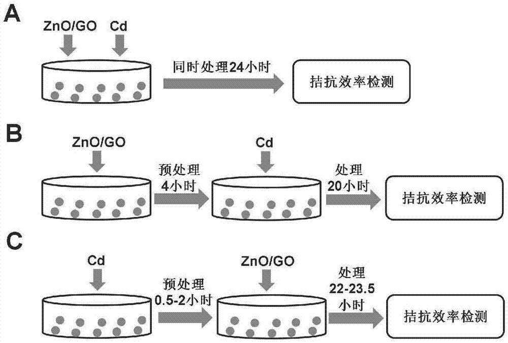 基于ZnO/GO复合纳米材料拮抗重金属Cd毒性的方法与流程