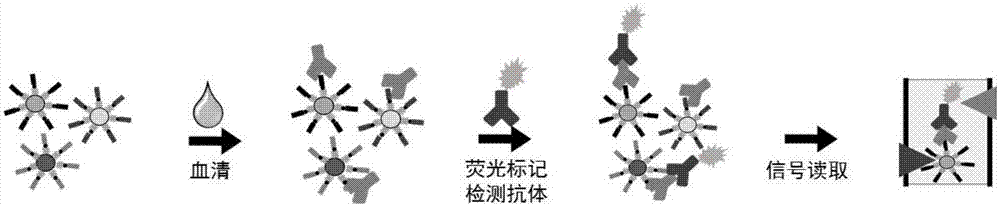 一种瓜氨酸修饰肽抗原组合及其应用的制作方法