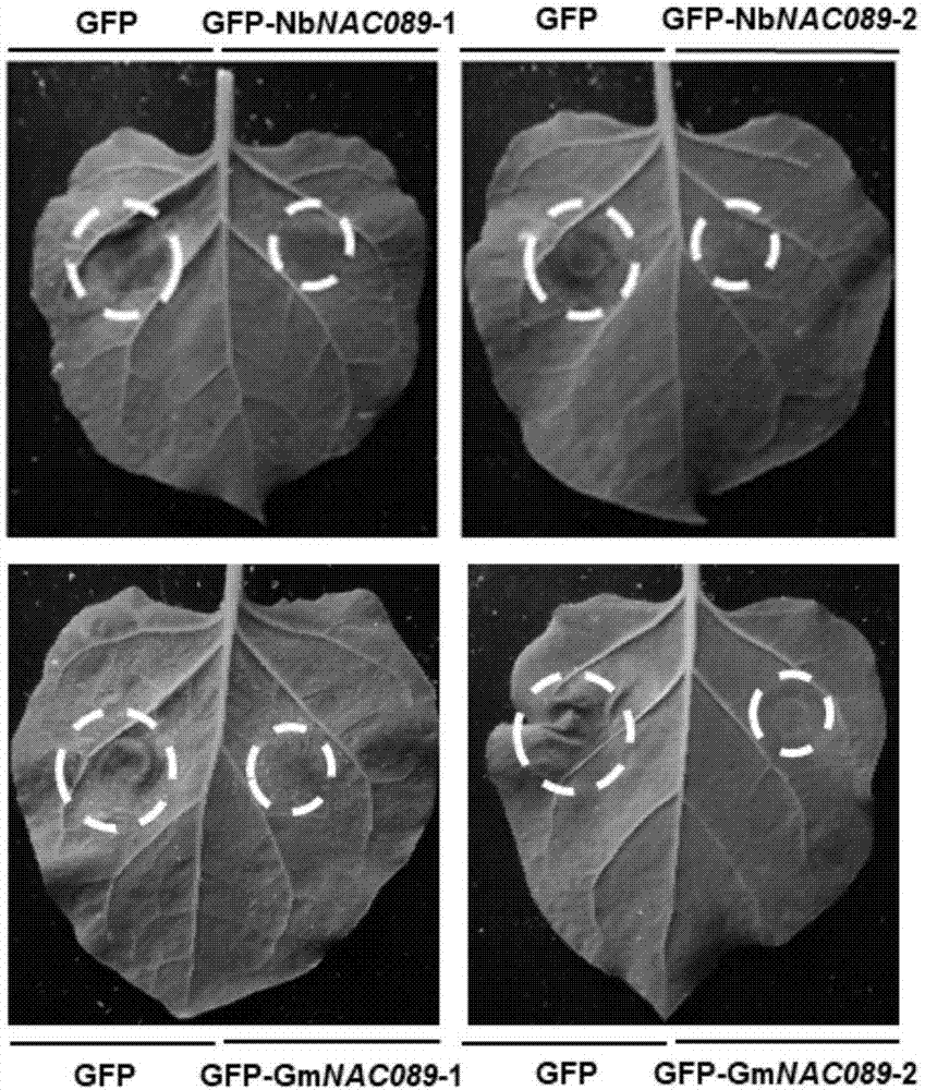 大豆与本氏烟草中四个植物NAC转录因子NAC089基因及其表达载体的应用的制作方法