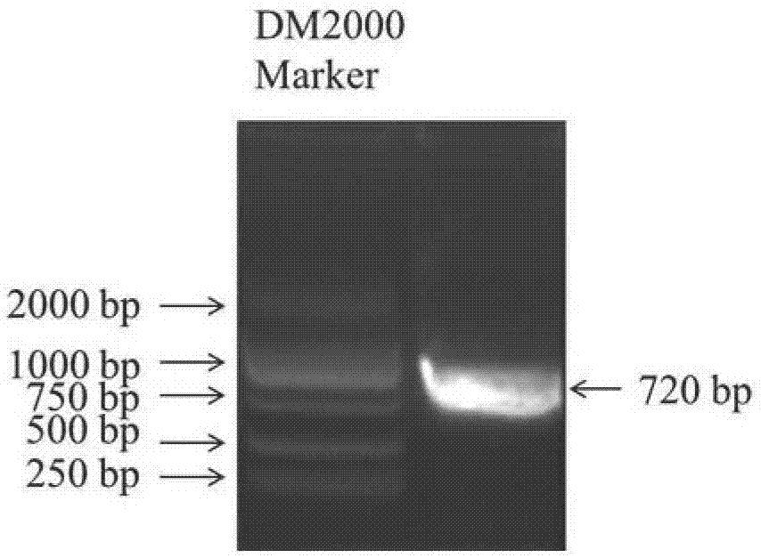 一种苹果中抗性相关基因MdERF014的克隆及其应用的制作方法