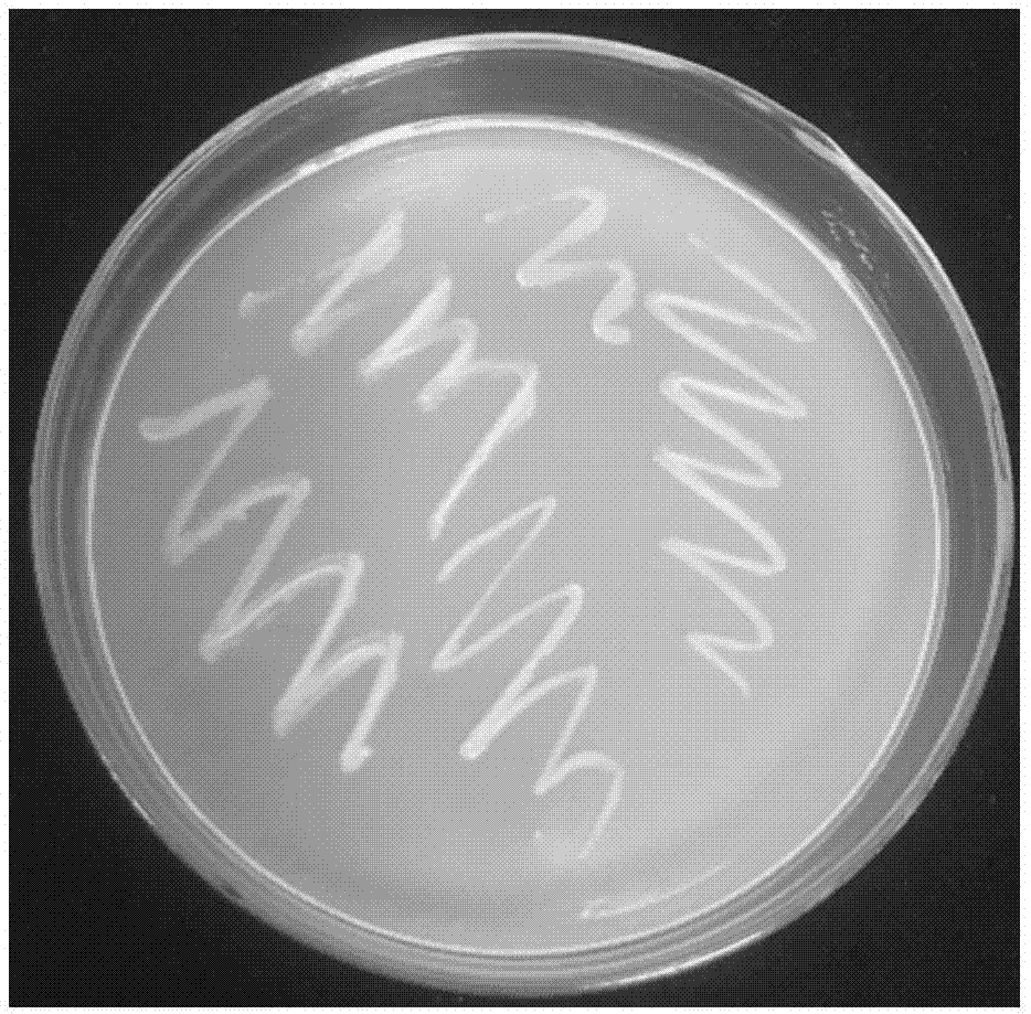 一株产几丁质酶的链霉菌及其应用的制作方法