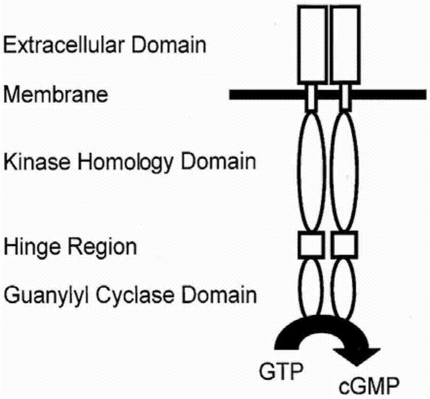 抗GCC的核酸、其制备方法、具有该核酸的免疫细胞及其应用与流程