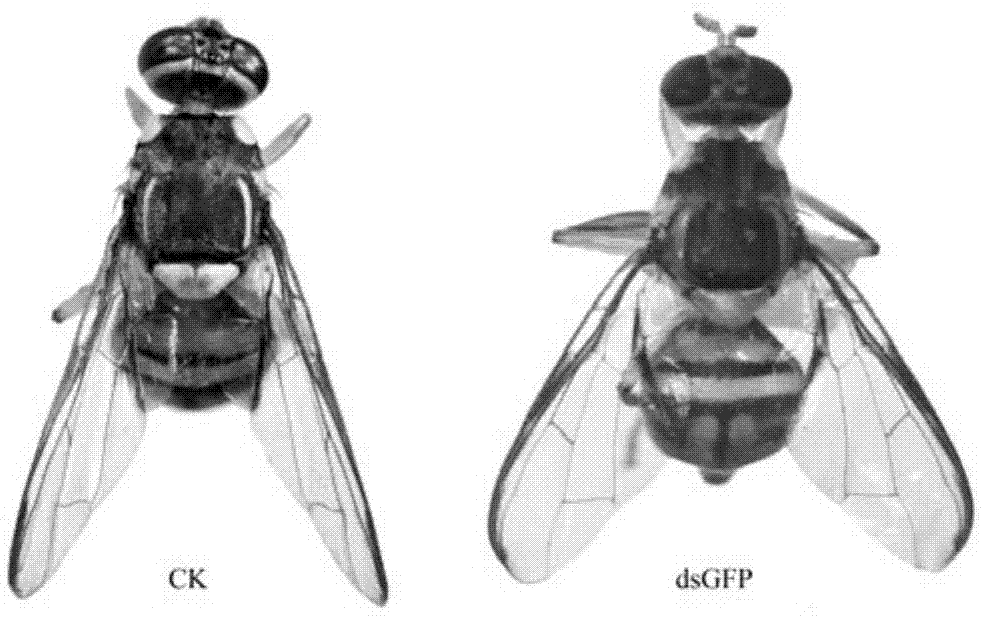 翅发育相关基因optomotor-blind的dsRNA及其在害虫防治中的应用的制作方法