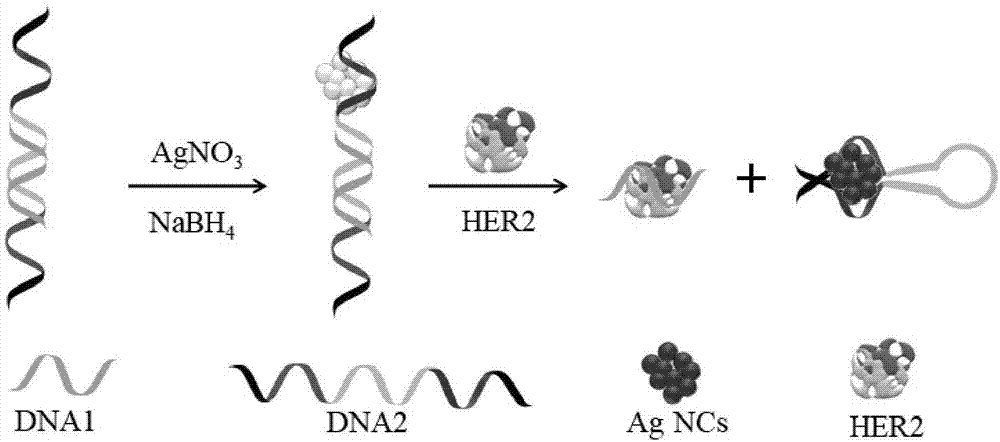 一种用于HER2检测的dsDNA-AgNCs荧光探针及其构建方法和应用与流程