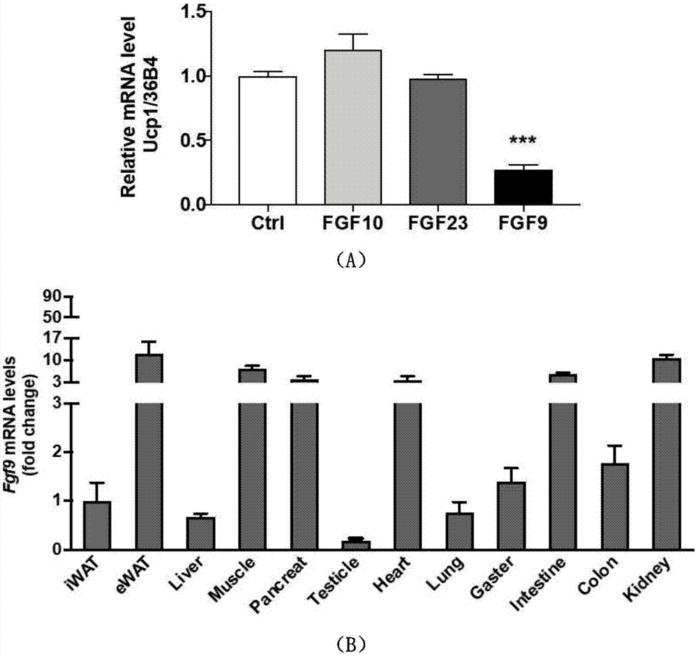 白色脂肪棕色化关键早期调控因子FGF9的应用的制作方法
