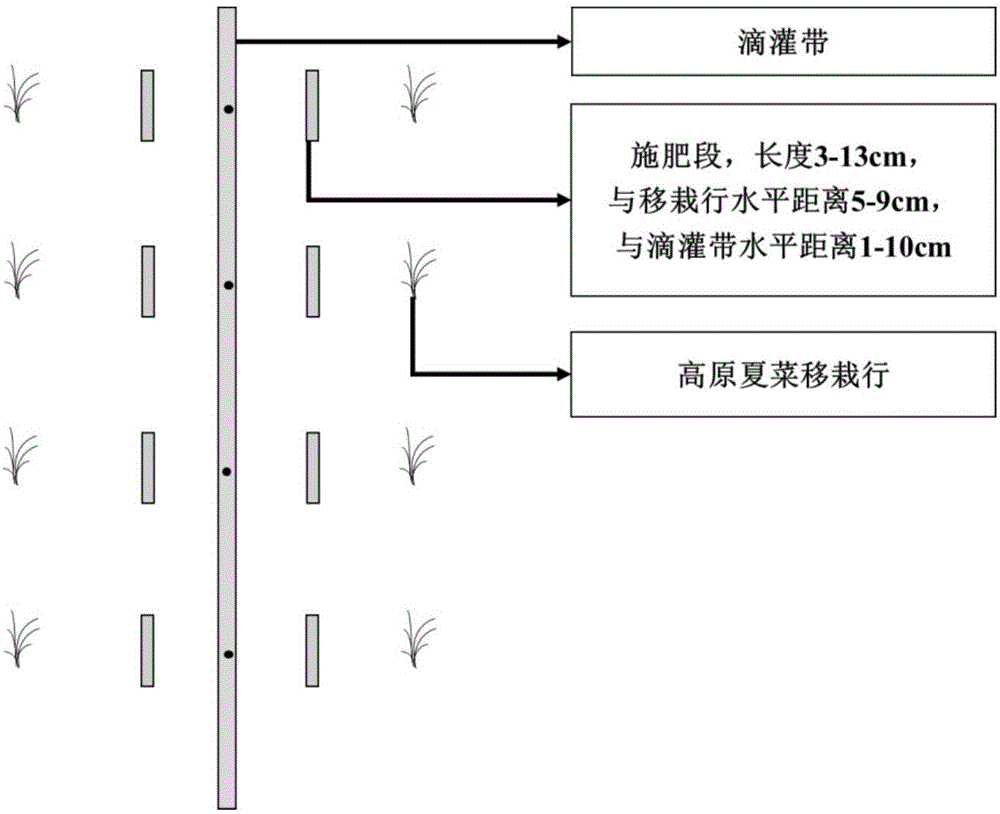 一种膜下滴灌设施下的高原夏菜根区一次施肥方法与流程