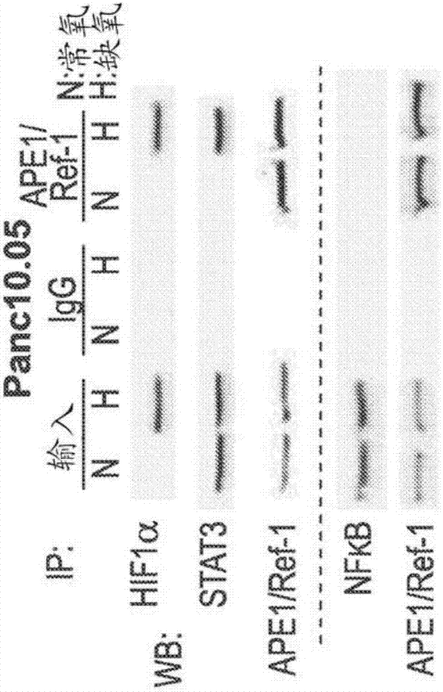 以APE1/REF‑1为靶标抑制缺氧传输信号基因的方法与流程