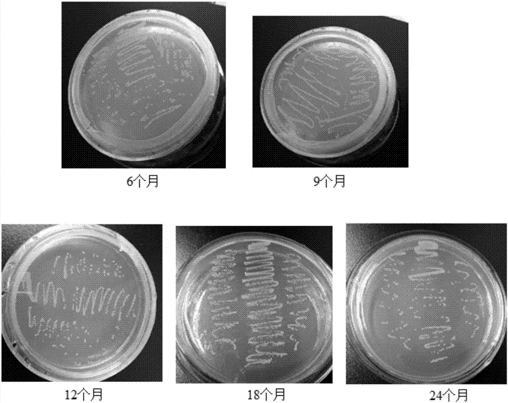 一种转猪链球菌2型SLY基因工程菌的保存方法与流程