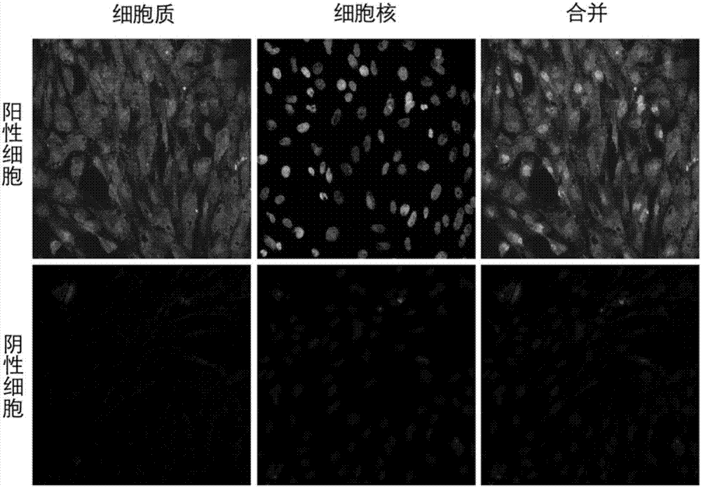 一种鸡成骨细胞体外分离培养方法与流程