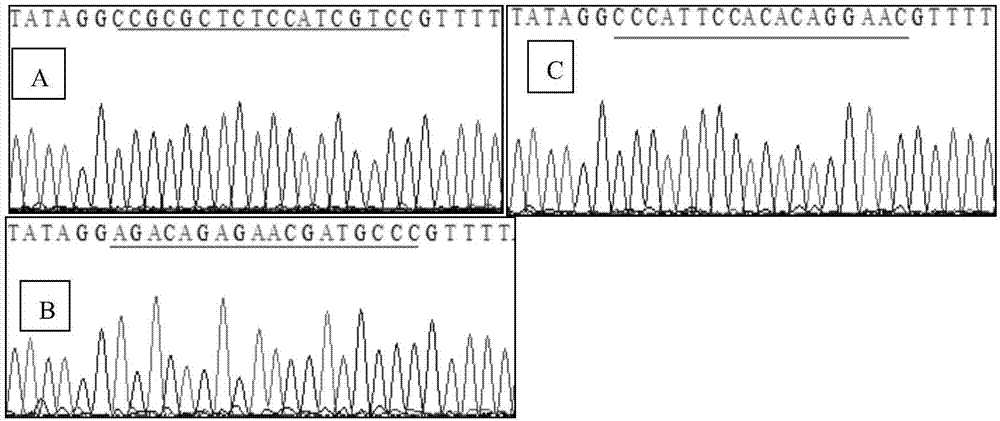 一种猪生长抑素基因编辑位点及其应用的制作方法