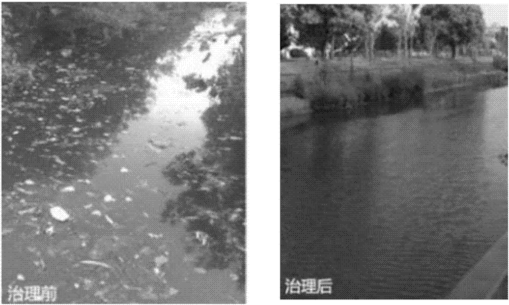 可持续降解河涌黑臭水体中重金属的混合菌种、菌种载体及方法与流程