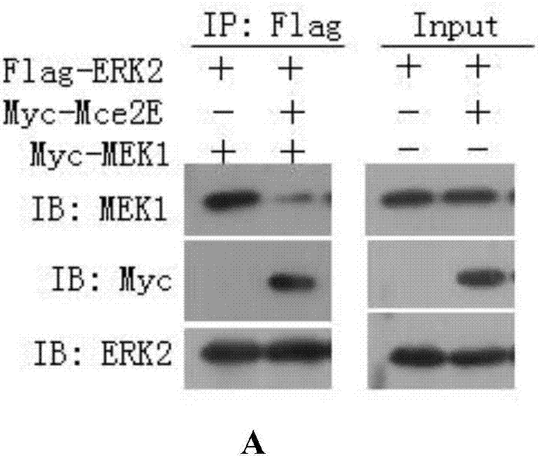 一种ERK和JNK信号通路抑制剂Mce2E的制作方法