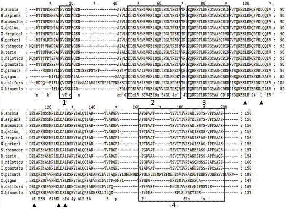 褶纹冠蚌MafK蛋白及其编码序列和探针的制作方法