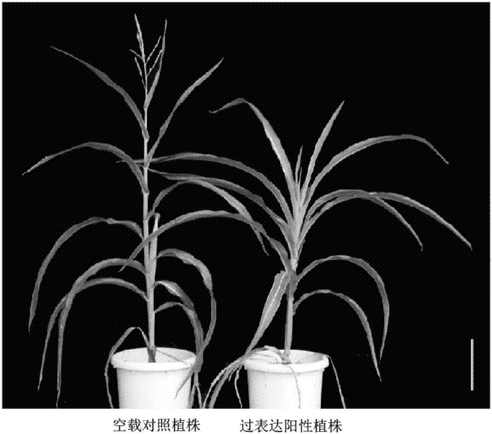 ZmCCT9在调控玉米开花期性状中的应用的制作方法