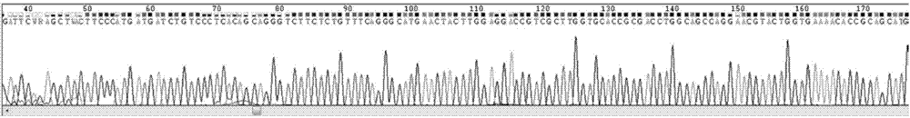 一种用于检测EGFR基因突变的扩增引物、测序引物、试剂盒和方法与流程