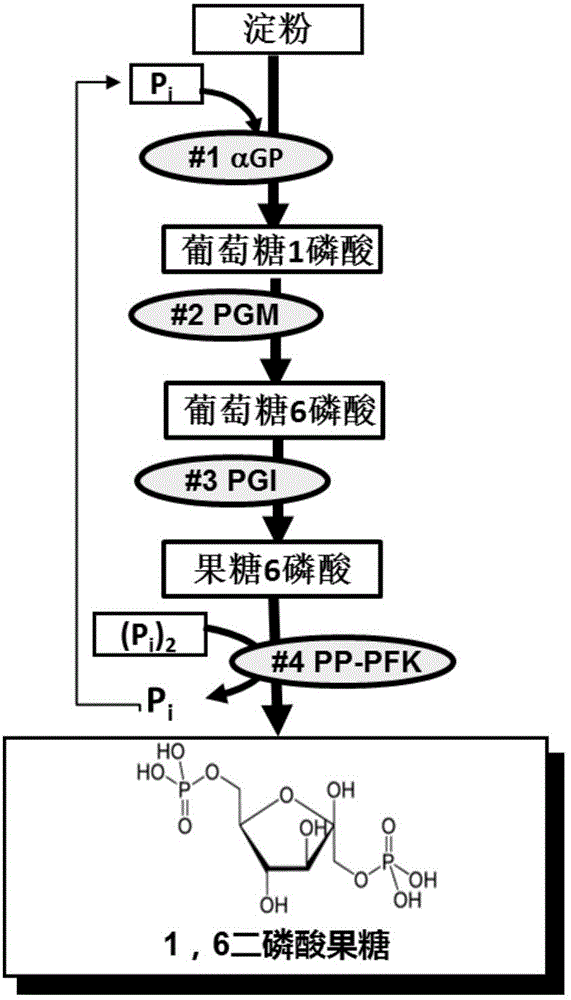 1,6二磷酸果糖的制备方法与流程