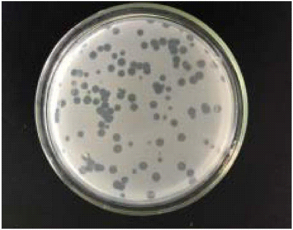 波罗的海希瓦氏菌噬菌体SppYZU01及其用途的制作方法