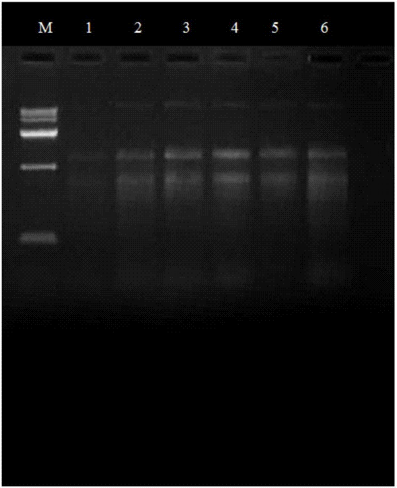 一种鹅掌楸纤维素合酶基因LcCESA1及其表达蛋白和应用的制作方法